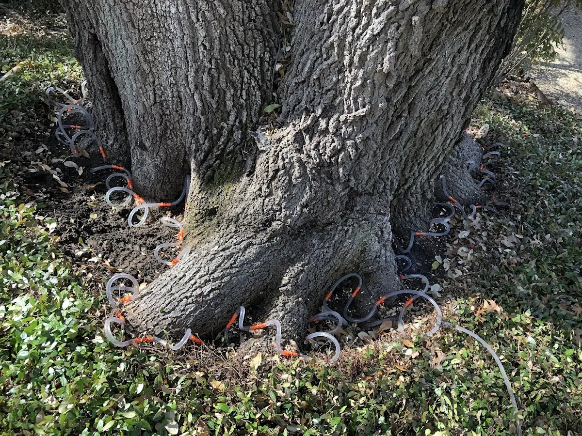 Detailed Shrub and Hedge Trimming job site in Winters